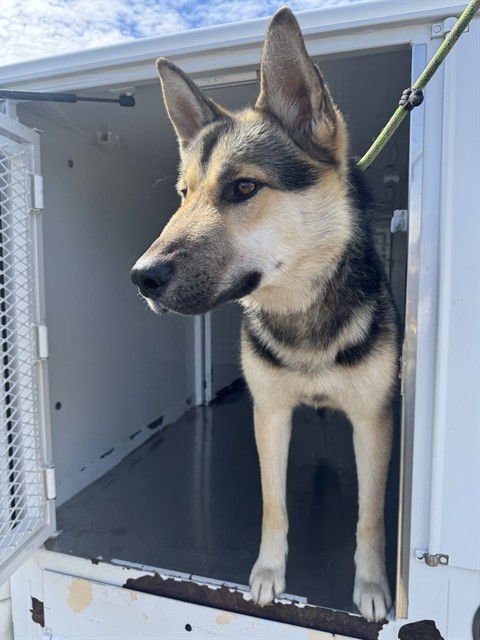 RAZOUL - German Shepherd Dog available for adoption