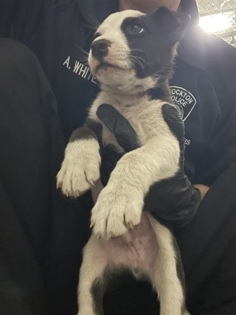 BLOOM - Australian Cattle Dog/Blue Heeler available for adoption