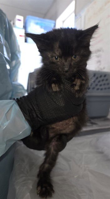 BINX - Domestic Short Hair available for adoption