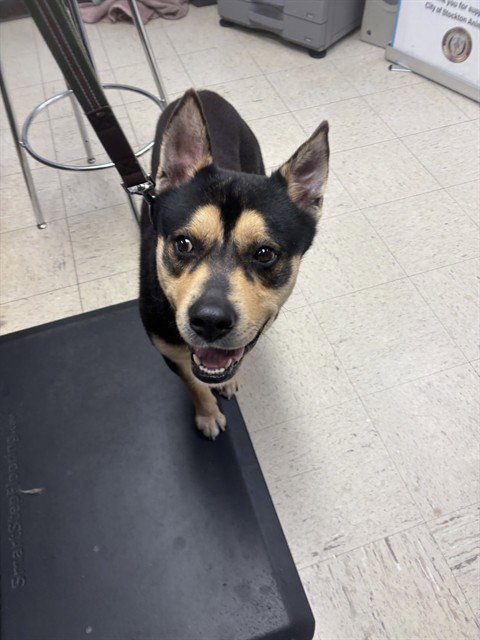 SUN BEAR - German Shepherd Dog available for adoption