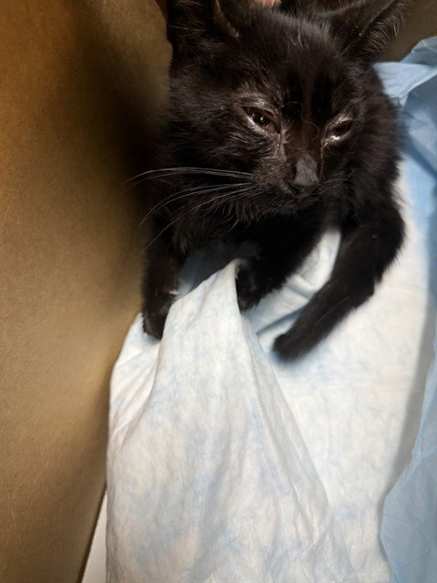 A379241 - Domestic Long Hair available for adoption