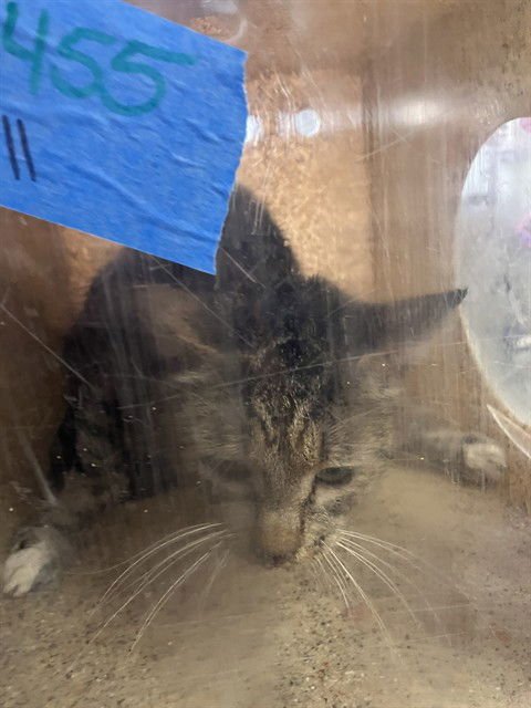 CHESTER - Domestic Short Hair available for adoption