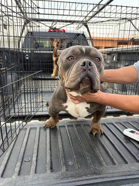 ALBUS - Pit Bull Terrier available for adoption