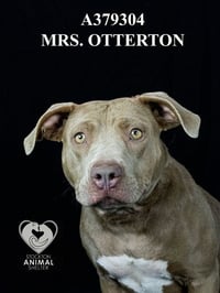 MRS.OTTERTON - Photo 1