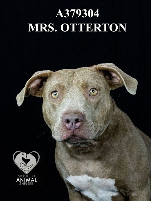 MRS.OTTERTON - Pit Bull Terrier available for adoption