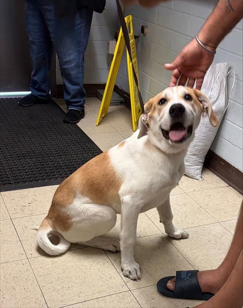NIGEL - American Foxhound available for adoption