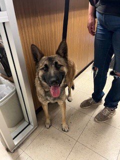 CASSIE - German Shepherd Dog available for adoption