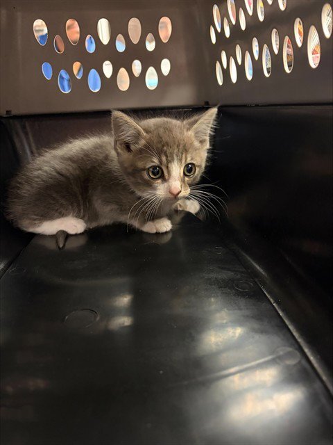 NUTMEG - Domestic Short Hair available for adoption