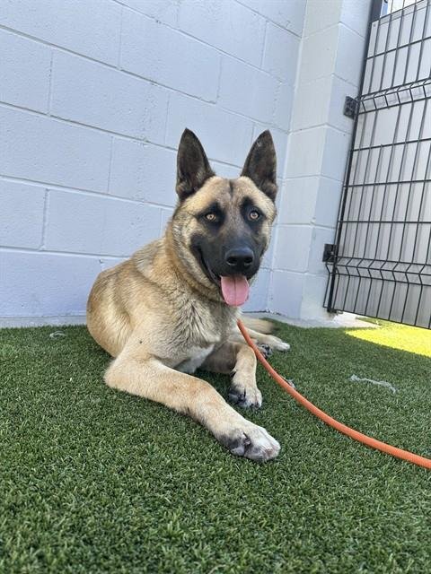 MORIARTY - German Shepherd Dog available for adoption
