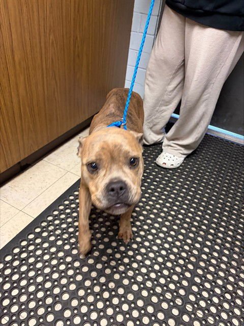 KATARA - Pit Bull Terrier available for adoption