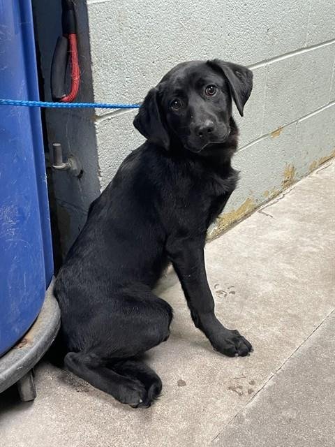 THOMAS - Labrador Retriever available for adoption