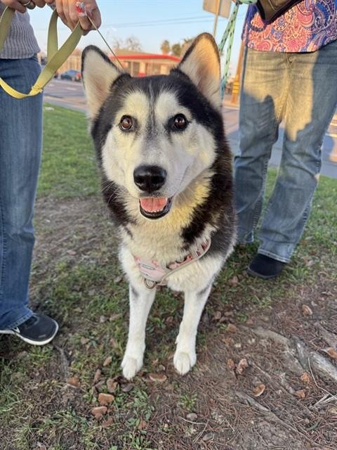 AURORA - Siberian Husky available for adoption