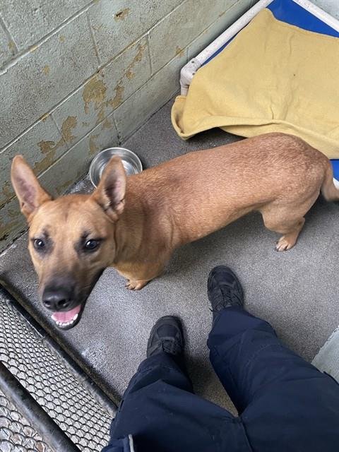 GEMINI - German Shepherd Dog / Labrador Retriever available for adoption