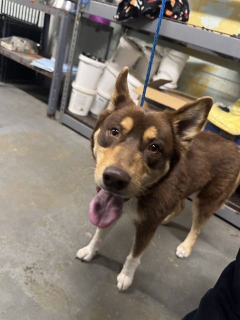 PRINCESS BALA - Australian Kelpie available for adoption