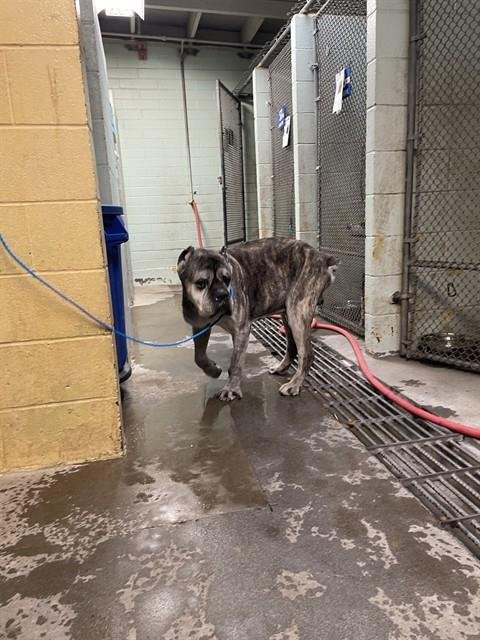 AMARI - Cane Corso Mastiff available for adoption