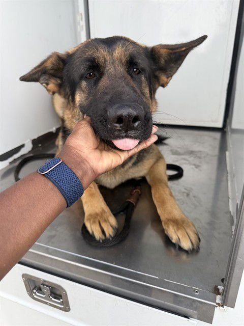 ARWEN - German Shepherd Dog available for adoption