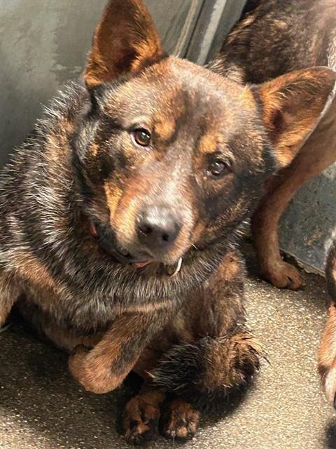 WILL TURNER - Queensland Heeler available for adoption