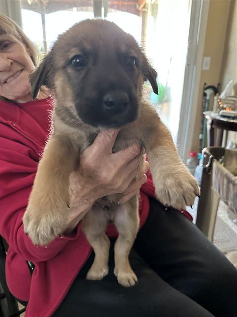 MIRA - Mastiff available for adoption