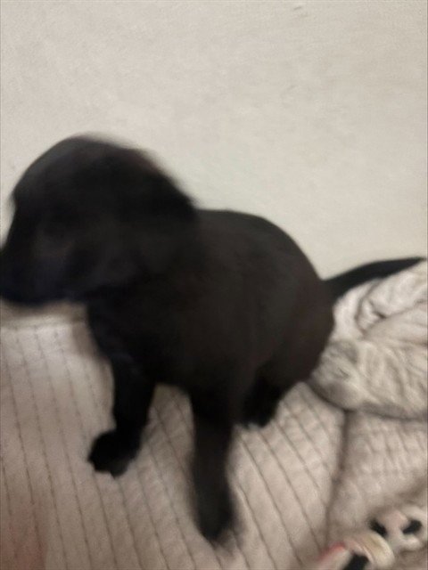 A374184 - Labrador Retriever available for adoption