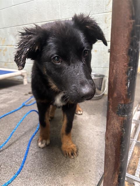 PEPPY - German Shepherd Dog available for adoption