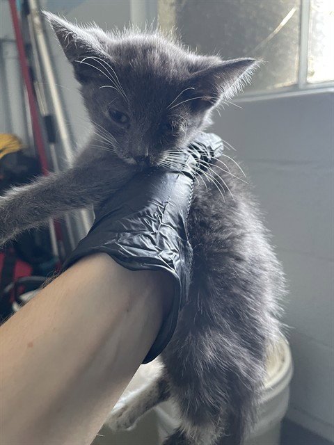 WINSTON - Domestic Short Hair available for adoption