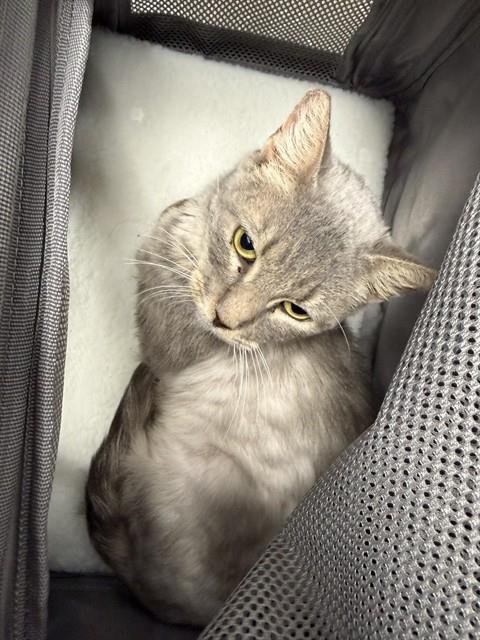 MISSY - Domestic Short Hair available for adoption