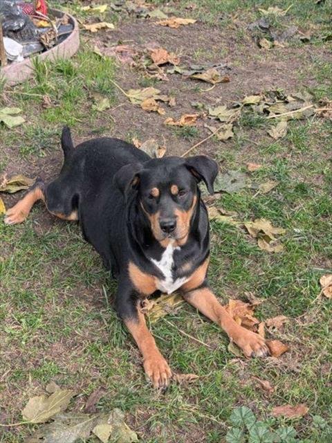 A364662 - Rottweiler available for adoption