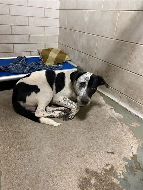 SPLINTER - Treeing Walker Coonhound / Australian Cattle Dog/Blue Heeler available for adoption