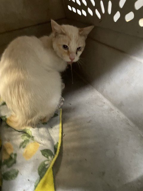 A373837 - Domestic Short Hair available for adoption