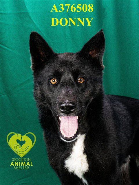 DONNY - Australian Kelpie available for adoption
