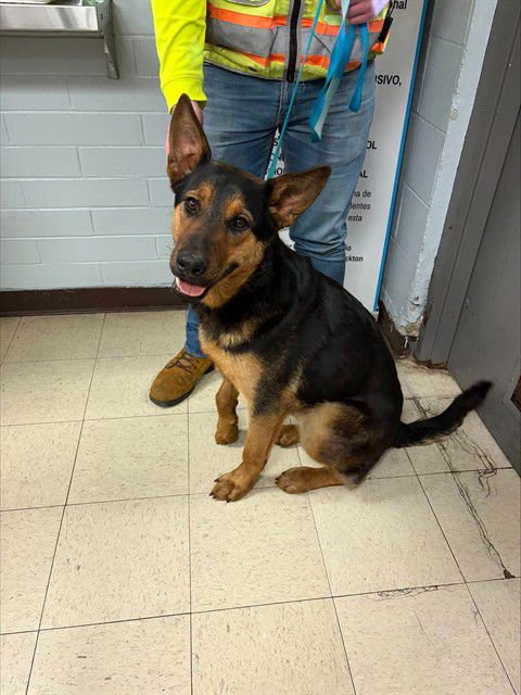 OSO - German Shepherd Dog for adoption in Stockton