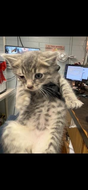 A369623 - Domestic Long Hair available for adoption