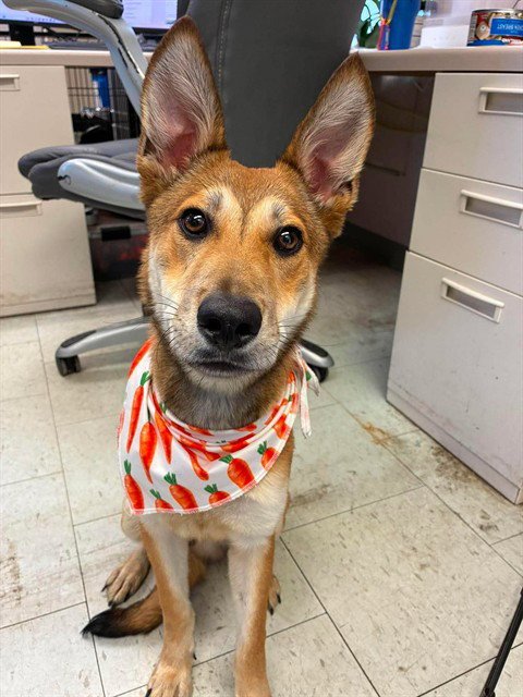 NICK WILDE - Carolina Dog / Alaskan Klee Kai available for adoption