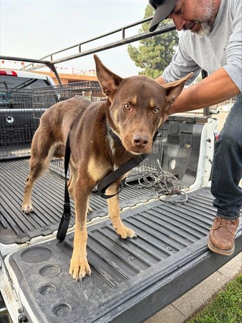 NICK WILDE - German Shepherd Dog available for adoption