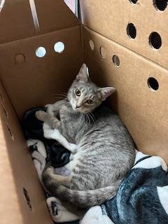PIXIE - Domestic Short Hair available for adoption