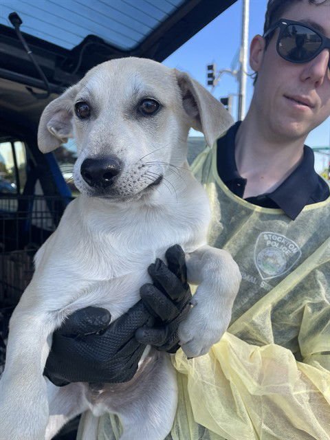 TINY TIM - Labrador Retriever available for adoption