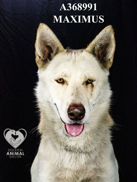 MAXIMUS - German Shepherd Dog / Siberian Husky available for adoption