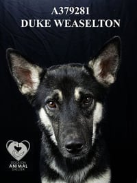 DUKE WEASELTON - Photo 1