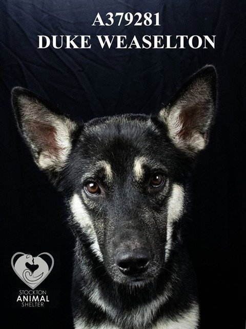 DUKE WEASELTON - German Shepherd Dog available for adoption