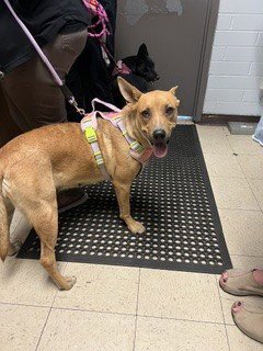 DAISY - Border Collie available for adoption