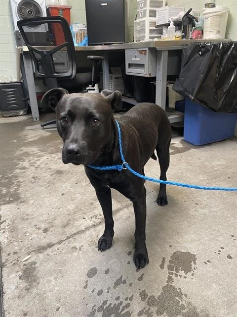 RAJAH - Pit Bull Terrier available for adoption