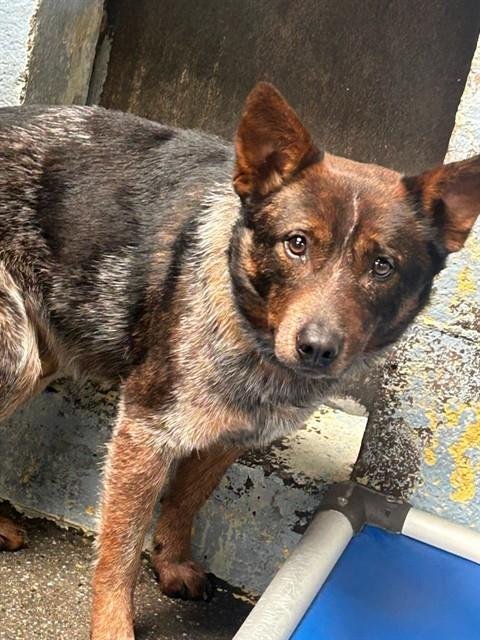 JACK SPARROW - Queensland Heeler available for adoption