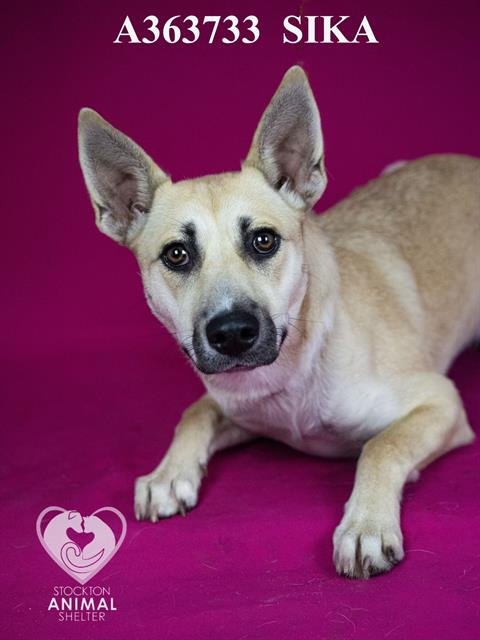 SIKA - German Shepherd Dog available for adoption