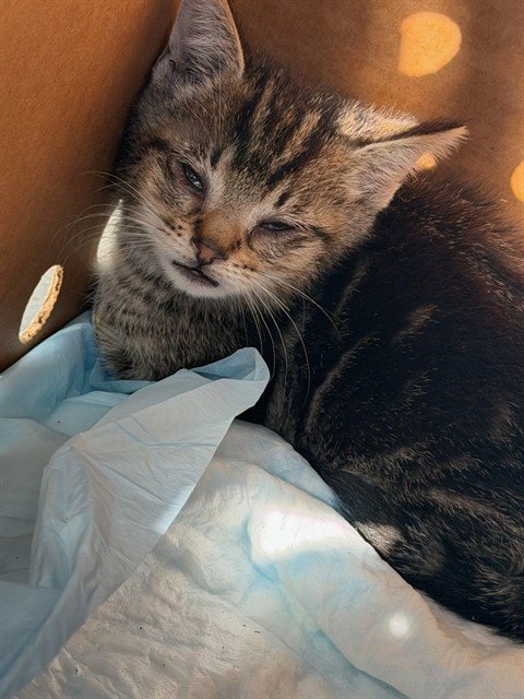 A376618 - Domestic Short Hair available for adoption