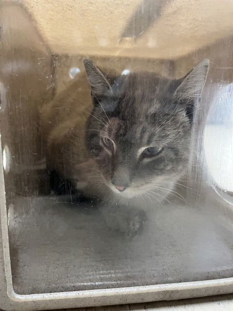 A370559 - Domestic Medium Hair available for adoption