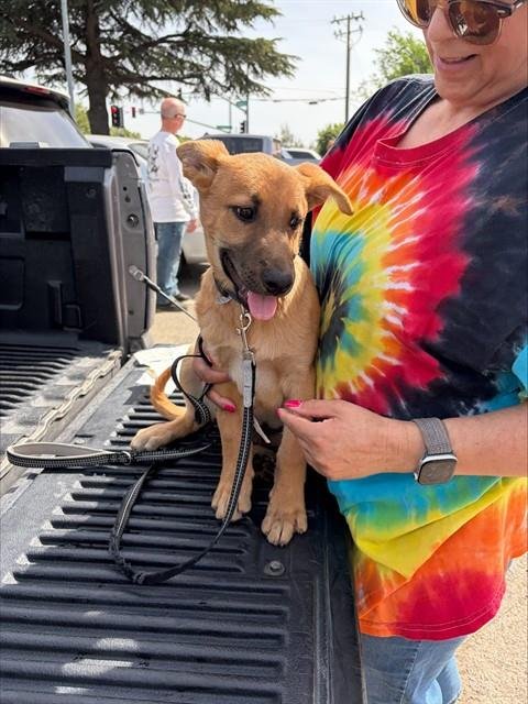 ROSS - German Shepherd Dog available for adoption
