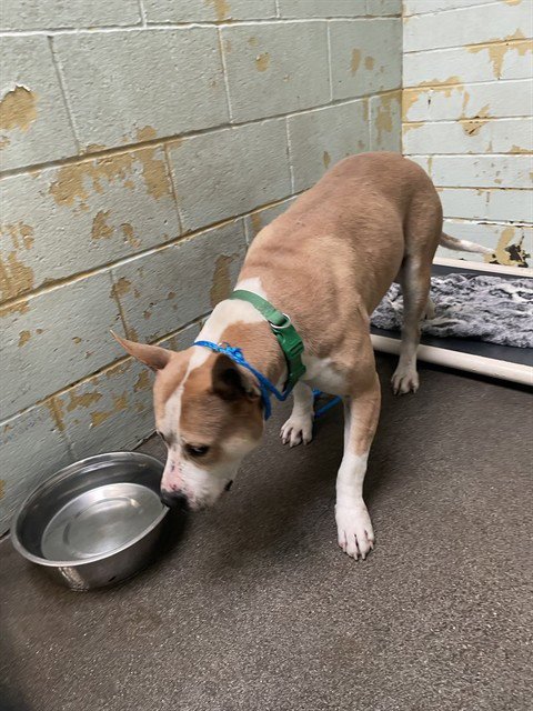 CHICO - Pit Bull Terrier available for adoption