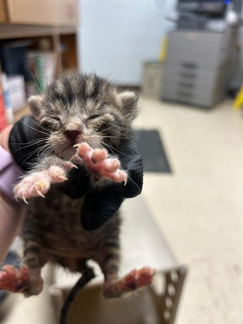 POSSUM - Domestic Short Hair available for adoption