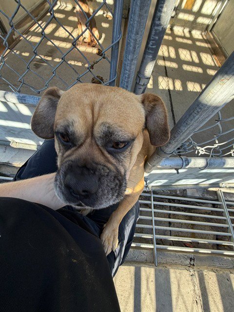 POTATO - Pit Bull Terrier / Pug available for adoption