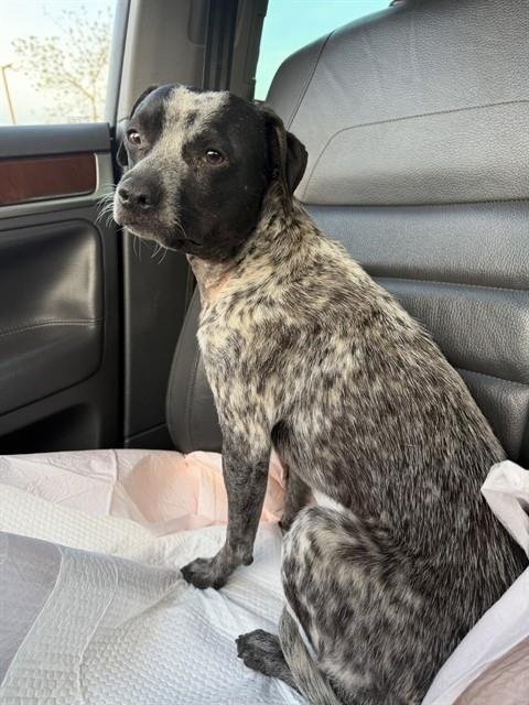 MORT - Terrier available for adoption